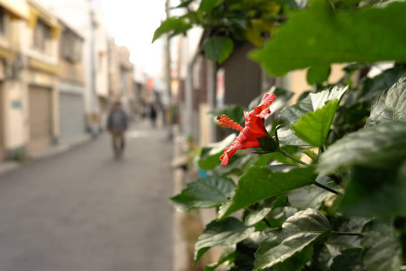 横图,室外,白天,叶子,日本,花,天空,自然,摄影,生长,脆弱,清新,步行,彩图