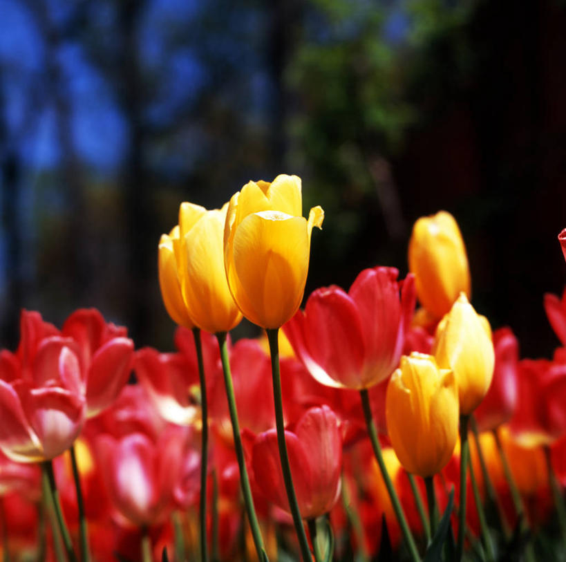 无人,植物园,横图,室外,特写,白天,郁金香,美国,茎,花,黄色,红色,自然,摄影,生长,脆弱,清新,亚特兰大,彩图