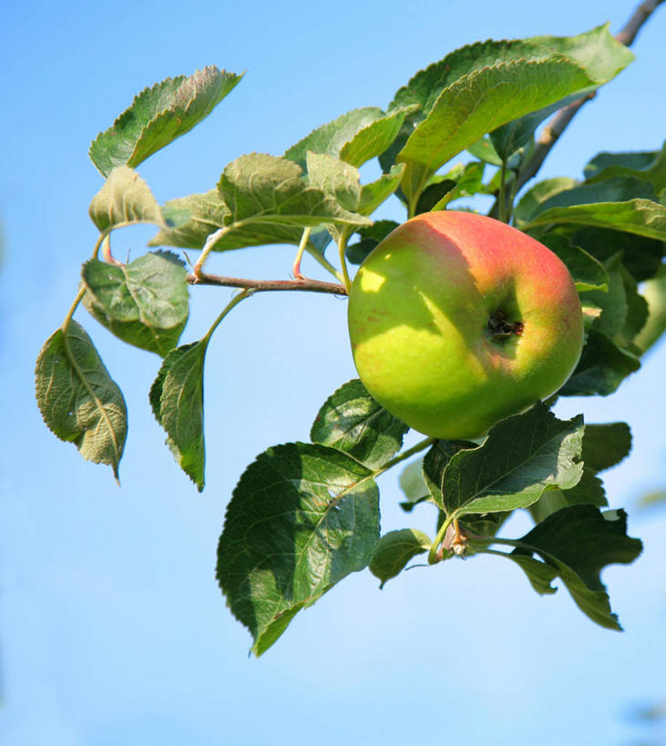 无人,竖图,室外,特写,白天,苹果,水果,叶子,日光,英国,枝,饮食,摄影,清新,威尔士,苹果树,健康食物,万里无云,彩图