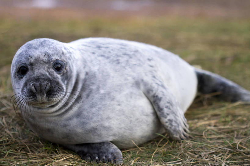 无人,躺,横图,室外,白天,哺乳动物,海豹,野生动物,英国,动物,可爱,摄影,活泼,幼兽,肖像,灰海豹,彩图