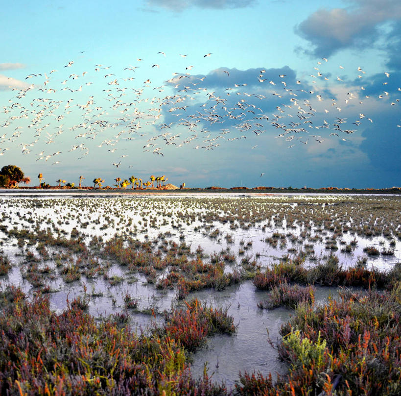 无人,横图,室外,白天,海鸥,野生动物,塞浦路斯,一群,许多,鸟类,云,很多,半空,飞,天空,自然,摄影,沼泽,地中海,盐湖,利马索尔,彩图