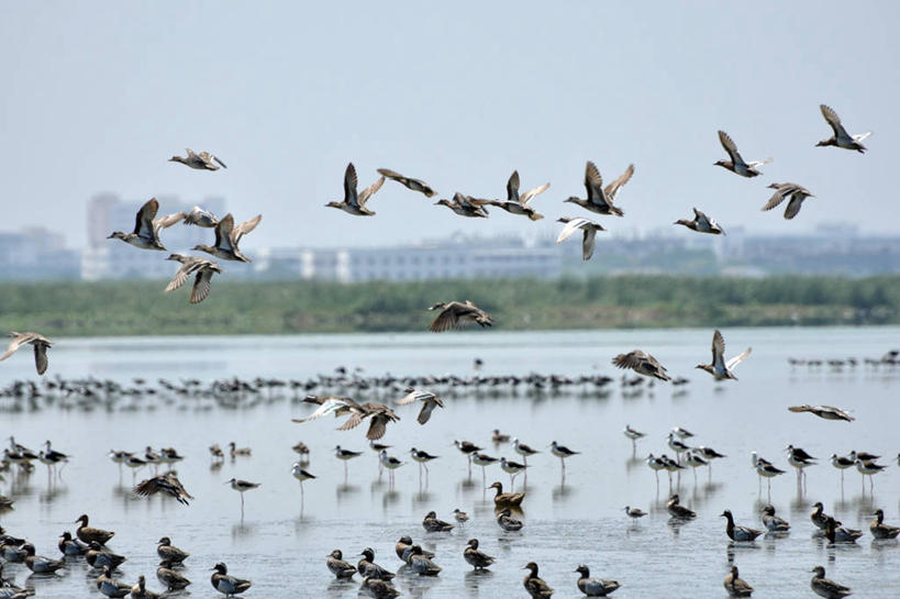 无人,横图,室外,白天,自由,湖,野生动物,印度,一群,许多,反射,鸟类,鸭子,很多,飞,摄影,泰米尔纳德邦,金奈,彩图