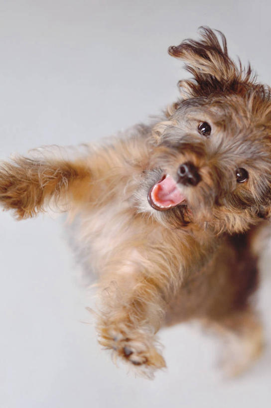 无人,跳,竖图,室内,特写,白天,宠物,狗,美国,爪子,动物,家畜,摄影,部分,北美,北美洲,肖像,美洲,佛罗里达,佛罗里达州,佛州,阳光州,北亚美利加洲,亚美利加洲,彩图,美利坚合众国,莱克兰