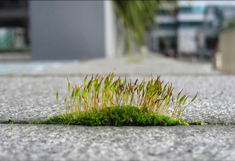 无人,横图,室外,白天,城市,英国,墙,苔藓,首都,自然,摄影,生长,开端,彩图