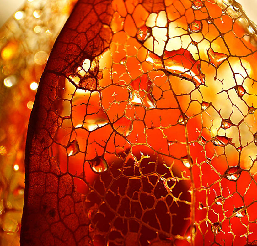 无人,横图,室外,特写,白天,百合花,斯洛伐克,水滴,自然,橙色,摄影,生长,部分,脆弱,强瞿,宫灯百合,百合蒜,倒仙,番韭,山丹,秋天,彩图,灯笼百合,宫灯花,圣诞百合