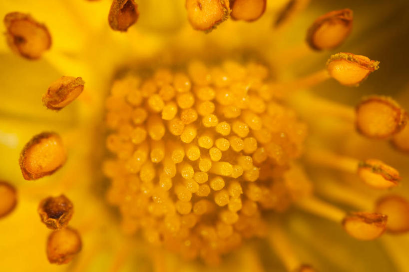 无人,横图,特写,植物,英国,毛茛,草药,药草,中药,花,黄色,摄影,脆弱,雄蕊,清新,药材,中草药,中药材,本草,老虎脚爪草,鱼疔草,彩图