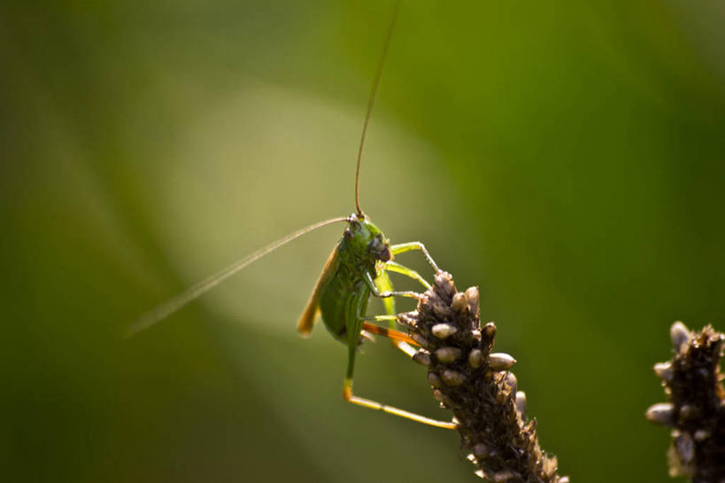 无人,站,横图,室外,白天,野生动物,比利时,动物,两只,摄影,彩图