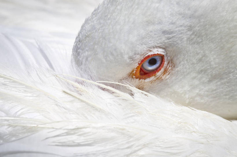 无人,横图,室外,特写,白天,鹅,野生动物,羽毛,美国,白色,摄影,部分,北美,北美洲,加利福尼亚,美洲,加州,加利福尼亚州,圣路易斯.奥比斯波,金州,黄金州,北亚美利加洲,亚美利加洲,圣路易斯奥比斯波,圣路易斯.奥比斯波县,彩图,美利坚合众国