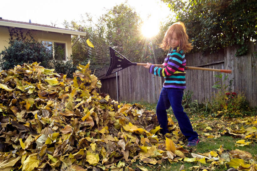 西方人,儿童,一个人,横图,镜头眩光,纯洁,叶子,日光,欧洲,美国,欧洲人,仅一个女性,仅一个人,条纹,丰富,工作,房屋,篱笆,拿着,休闲装,树,小孩,自然,仅一个小孩,可爱,童年,童趣,摄影,堆,卫生,耙子,加利福尼亚,桑叶,童真,烂漫,无邪,万里无云,天真,女孩,女人,女性,白种人,孩子,秋天,清洗,彩图,女生
