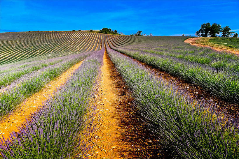 无人,横图,室外,白天,爱情,农业,美景,法国,一排,整齐,地形,景观,田地,浪漫,树,排列,风景,天空,自然,香草,薰衣草,景色,摄影,生长,队列,自然风光,呼吸,灵香草,黄香草,奇迹,彩图
