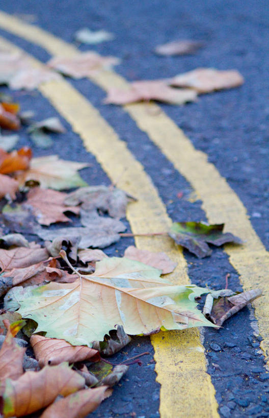 无人,竖图,室外,特写,白天,叶子,英国,路标,首都,自然,摄影,改变,秋天,彩图