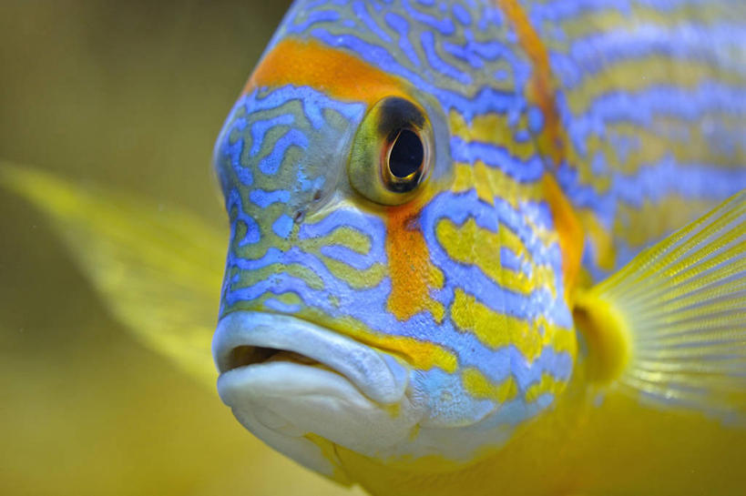 游泳,无人,横图,室外,特写,水下,摩纳哥,鱼类,水族馆,摄影,彩图