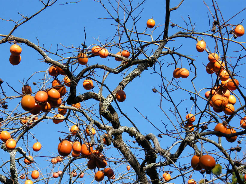 无人,横图,室外,白天,仰视,水果,日本,许多,吊挂,悬挂,丰富,柿子树,枝,很多,挂,饮食,自然,摄影,生长,健康食物,万里无云,千叶,彩图,低角度拍摄