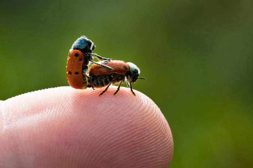 一个人,横图,室外,特写,白天,野生动物,西班牙,绿色背景,昆虫,自然,动物,两只,手指,摄影,部分,交配,阿利坎特,彩图,动物行为