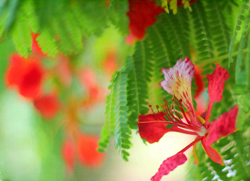 无人,横图,室外,特写,白天,叶子,西班牙,花,自然,摄影,生长,脆弱,雄蕊,清新,凤凰木,彩图