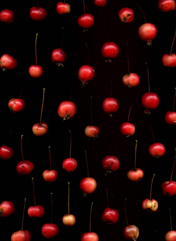 无人,竖图,背景,水果,美国,许多,黑色背景,丰富,海棠,茎,很多,饮食,摄影,清新,健康食物,缅因州,彩图,全画面,全框架,全帧,影棚拍摄,全画幅