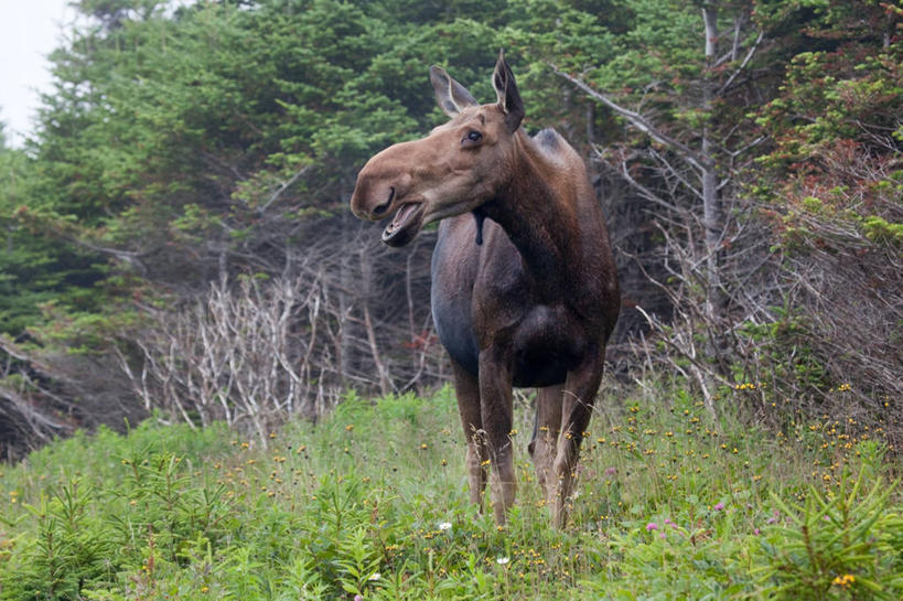 无人,公园,站,横图,室外,白天,野生动物,加拿大,地形,草,树,摄影,北美,北美洲,国家公园,驼鹿,美洲,北亚美利加洲,亚美利加洲,格罗斯莫讷国家公园,纽芬兰,纽芬兰省,彩图,格罗摩恩国家公园,格罗莫讷国家公园,格罗斯莫恩国家公园,纽芬兰.拉布拉多,纽芬兰.拉布拉多省,纽芬兰岛