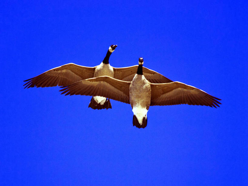 无人,横图,室外,白天,仰视,自由,鹅,野生动物,加拿大,鸟类,半空,飞,动物,两只,摄影,加拿大黑雁,万里无云,马尼托巴湖,彩图,低角度拍摄,温尼伯湖