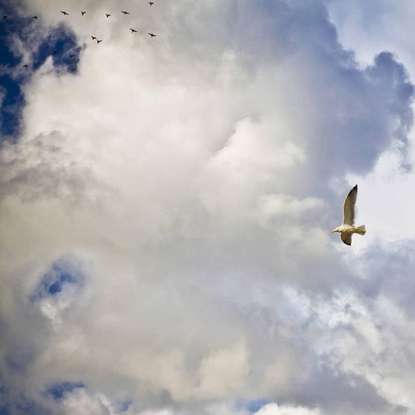 无人,方图,室外,白天,仰视,野生动物,意大利,鸟类,云,半空,飞,天空,自然,摄影,卡利亚里,彩图,低角度拍摄