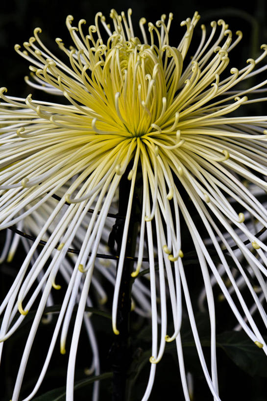 无人,竖图,室外,特写,白天,日本,黑色背景,盛开,花蕾,花,花瓣,花朵,鲜花,一朵,黄色,白色,自然,花苞,花蕊,菊花,摄影,生长,脆弱,清新,福冈,彩图