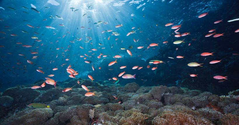 游泳,无人,横图,白天,水下,印度尼西亚,一群,许多,鱼群,珊瑚,很多,鱼类,摄影,彩图