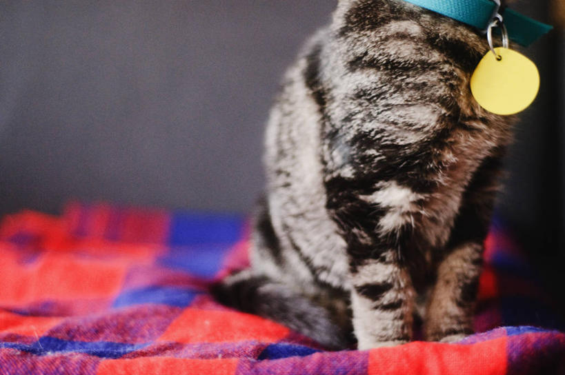无人,横图,室内,特写,白天,宠物,猫,美国,毯子,小猫,动物,家畜,摄影,俄勒冈州,斑纹猫,波特兰,彩图