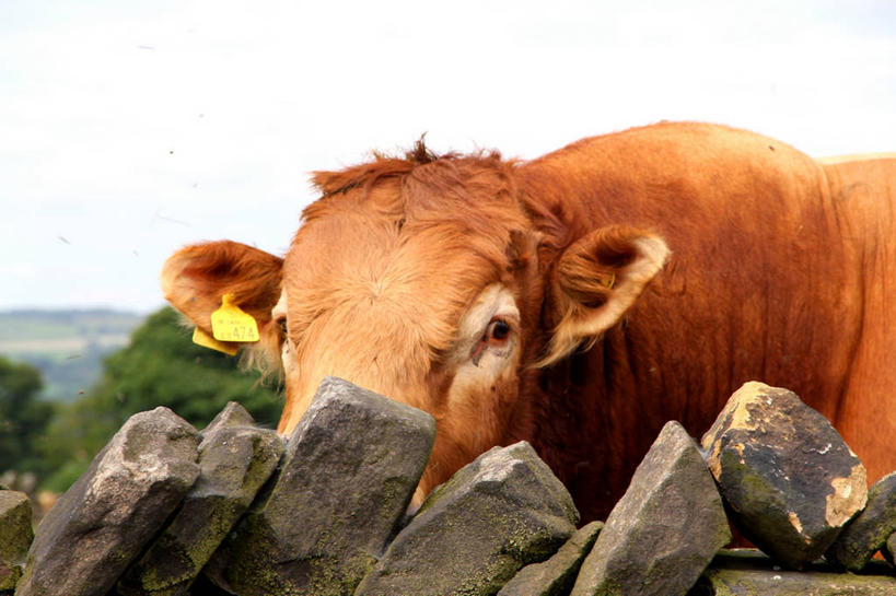 无人,横图,室外,白天,英国,石墙,动物,家畜,摄影,牲畜,肖像,彩图,家牛