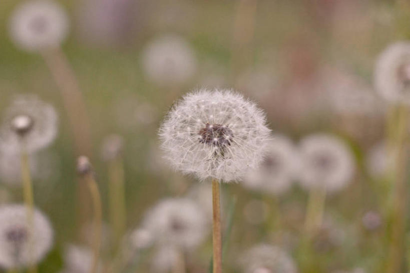 无人,横图,室外,特写,白天,蒲公英,美国,田地,茎,花,自然,摄影,生长,脆弱,清新,彩图