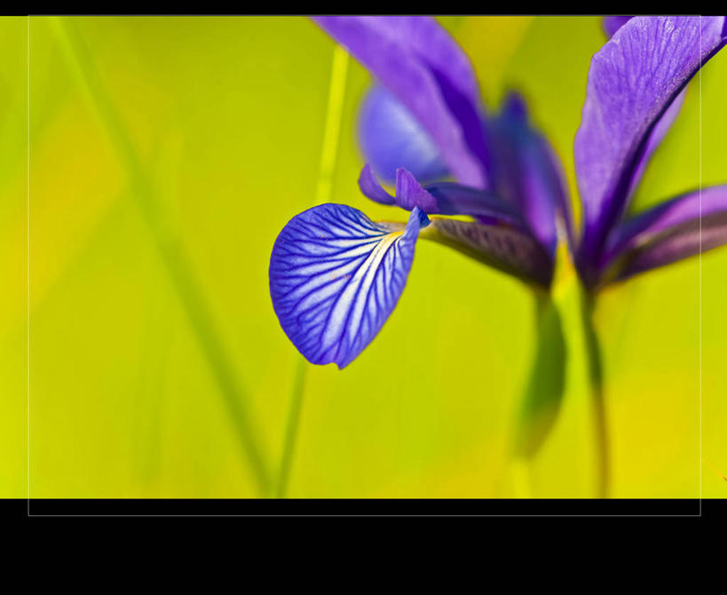 无人,横图,室外,特写,白天,西班牙,茎,花,花瓣,紫色,春天,摄影,脆弱,鸢尾,清新,赫罗纳省,彩图