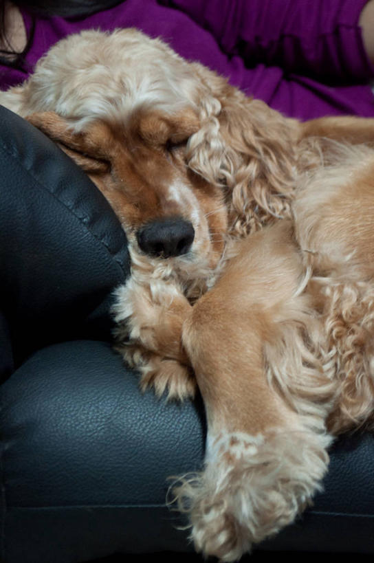 成年人,一个人,躺,竖图,室内,特写,白天,床,卧室,宠物,狗,委内瑞拉,仅一个女性,首都,休闲装,动物,枕头,家畜,南美,放松,摄影,部分,南美洲,拉丁美洲,美洲,斯班尼犬,亚美利加洲,南亚美利加洲,加拉加斯,委内瑞拉玻利瓦尔共和国,闭着眼睛,睡觉,彩图