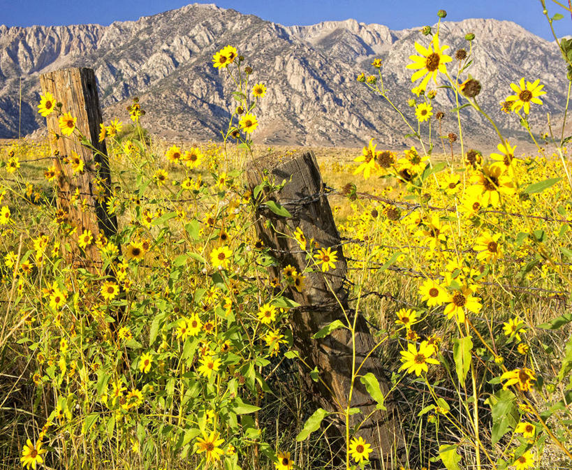 无人,横图,室外,白天,旅游,度假,美景,山脉,美国,木制,景观,篱笆,田地,娱乐,花,黄色,风景,自然,享受,休闲,景色,放松,摄影,宁静,自然风光,彩图,龙柏