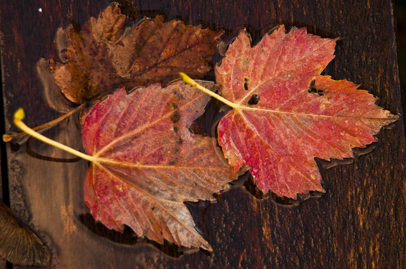 无人,横图,俯视,室外,特写,白天,叶子,西班牙,木制,三个,摄影,脆弱,改变,秋天,彩图,高角度拍摄