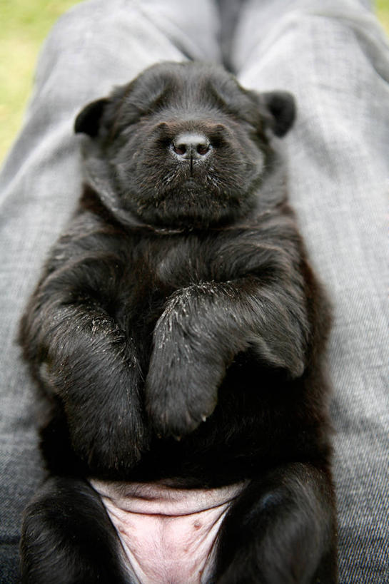 无人,竖图,室外,白天,宠物,狗,上海,小狗,黑色,动物,家畜,放松,摄影,闭着眼睛,睡觉,仰卧,彩图