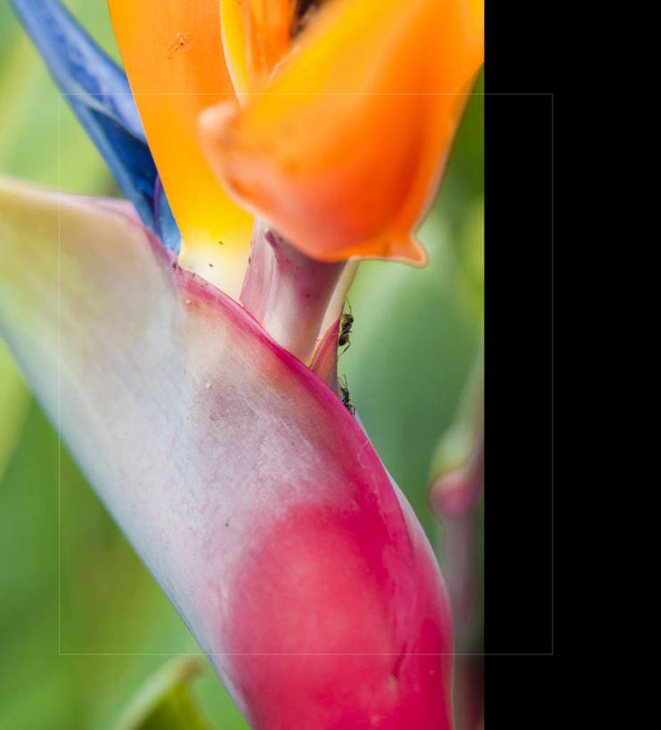 无人,竖图,室外,特写,白天,野生动物,西班牙,蚂蚁,花,花瓣,动物,两只,摄影,生长,脆弱,天堂鸟花,彩图