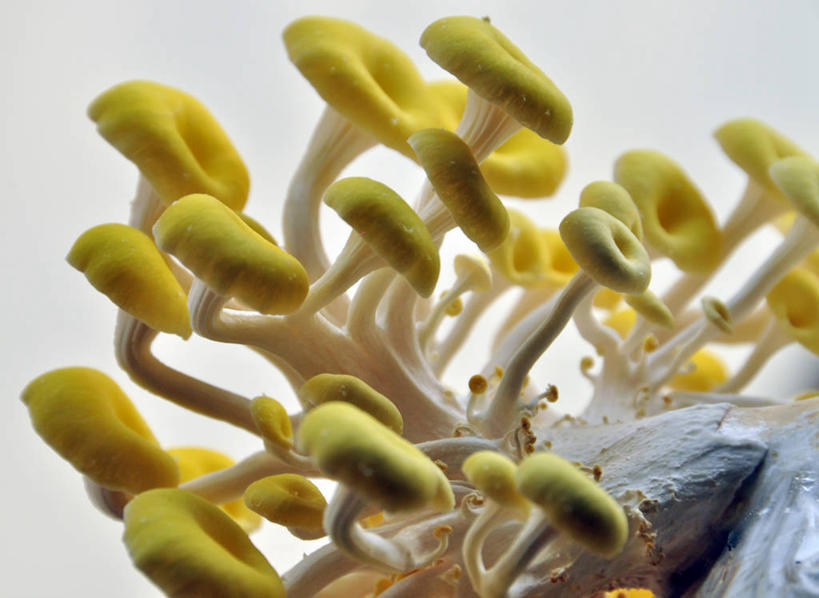 无人,横图,特写,白色背景,蔬菜,孟加拉国,亚洲,首都,饮食,摄影,蚝蘑,清新,南亚,健康食物,孟加拉人民共和国,达卡,彩图,影棚拍摄