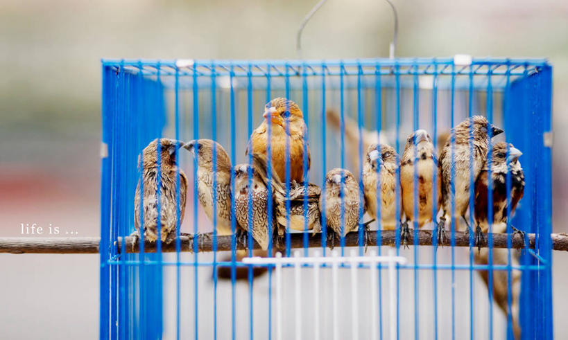 无人,横图,室外,特写,白天,野生动物,越南,鸟类,鸟笼,摄影,胡志明市,彩图