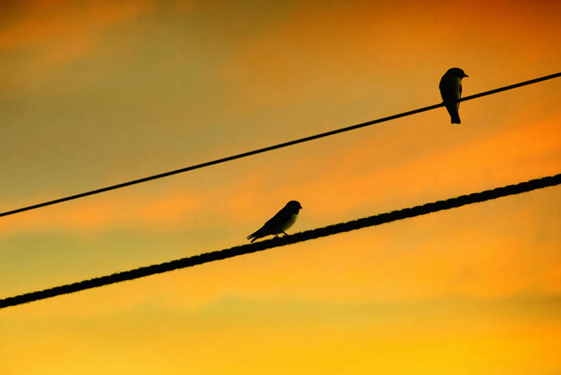 无人,横图,室外,野生动物,澳大利亚,鸟类,云,天空,黄昏,动物,两只,摄影,金属丝,剪影,昆士兰州,汤斯维尔,彩图