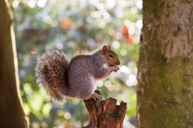 无人,横图,室外,特写,白天,侧面,野生动物,英国,小的,树桩,摄影,彩图