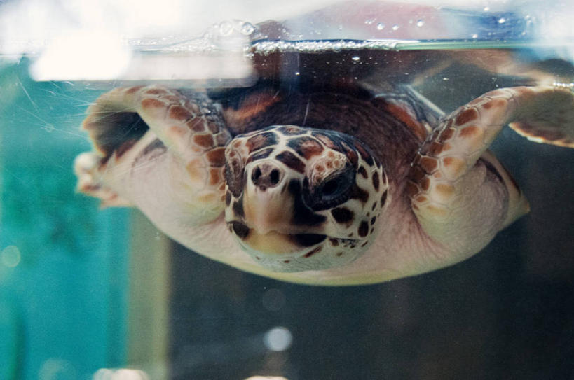 无人,横图,特写,水下,水,美国,水族馆,动物,摄影,绿蠵龟,海龟,彩图