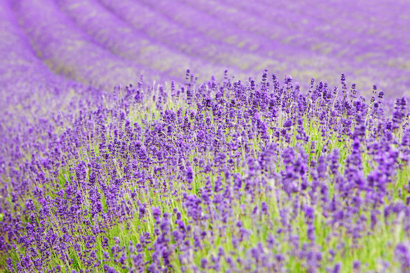 无人,横图,室外,白天,爱情,美景,英国,一排,许多,丰富,整齐,景观,田地,很多,浪漫,花,排列,自然,香草,薰衣草,景色,摄影,生长,队列,清新,自然风光,呼吸,灵香草,黄香草,奇迹,彩图