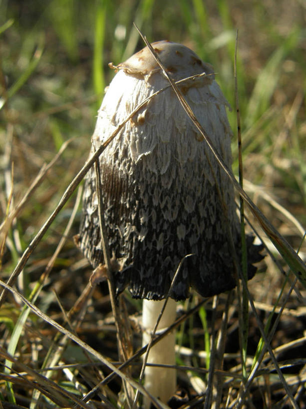 无人,竖图,室外,白天,法国,草,自然,摄影,生长,埃罗,彩图