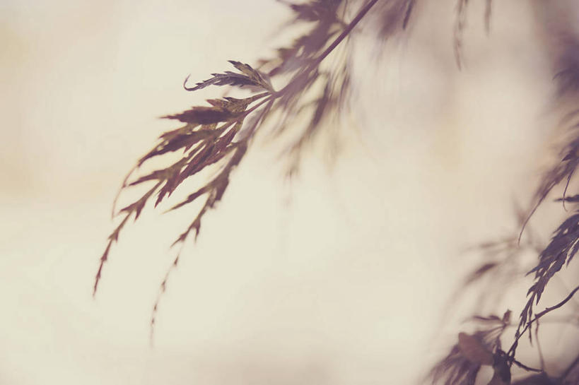 无人,横图,室内,特写,叶子,美国,枝,自然,摄影,改变,维吉尼亚,鸡爪枫,彩图