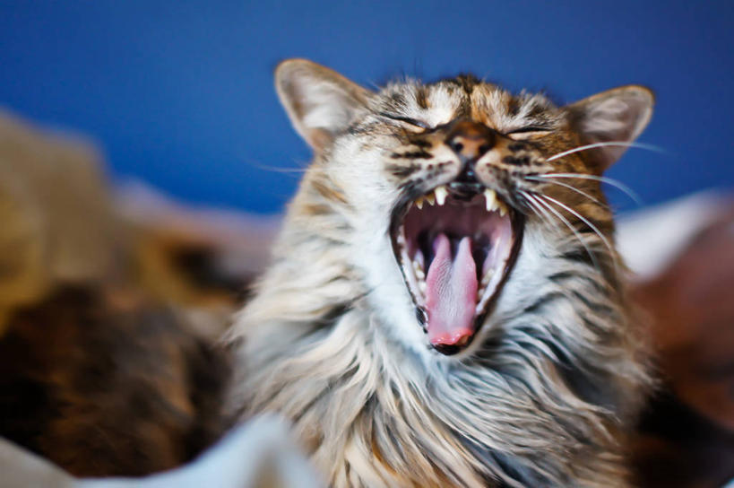 无人,横图,室内,特写,懒惰,宠物,猫,美国,动物,打哈欠,张嘴,家畜,摄影,部分,张大嘴巴,张开嘴,彩图