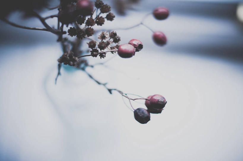 无人,横图,室外,特写,白天,雪,浆果,英国,冬天,枝,饮食,寒冷,摄影,清新,干的,彩图