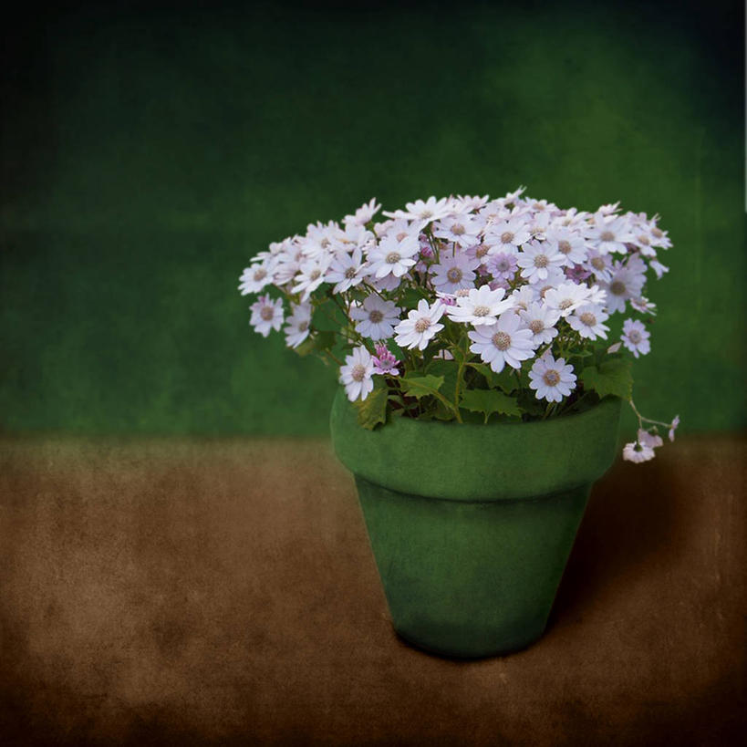 无人,方图,室外,特写,白天,花盆,美国,小的,纹路,纹理,雏菊,花,绿色,摄影,北美,北美洲,脆弱,清新,加利福尼亚,美洲,加州,洛杉矶,加利福尼亚州,金州,黄金州,肌理,北亚美利加洲,亚美利加洲,天使之城,彩图,县治,洛杉矶县,美利坚合众国,洛城