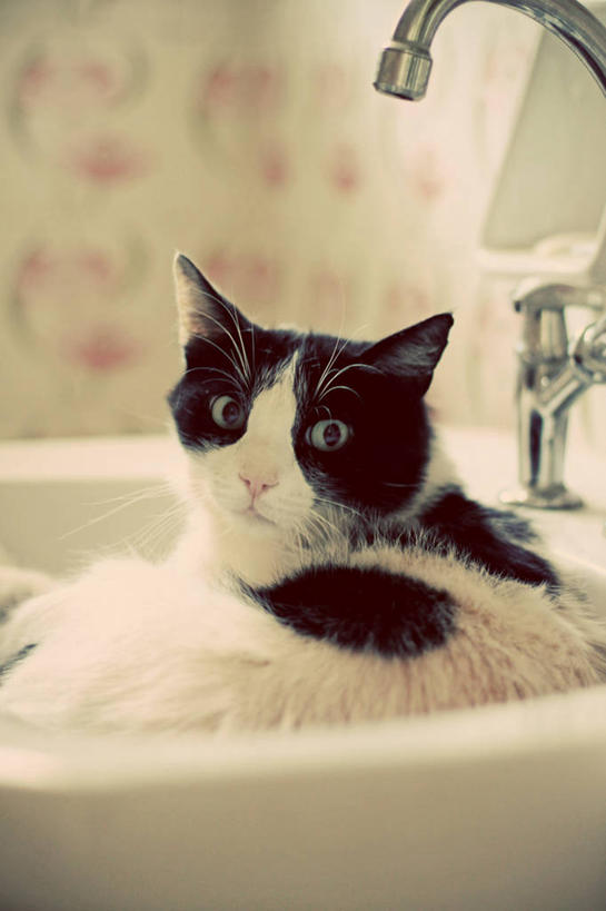 无人,竖图,室内,特写,白天,浴室,宠物,猫,希腊,环绕,缠绕,水槽,白色,黑色,家畜,摄影,肖像,纠缠,彩图,卷须