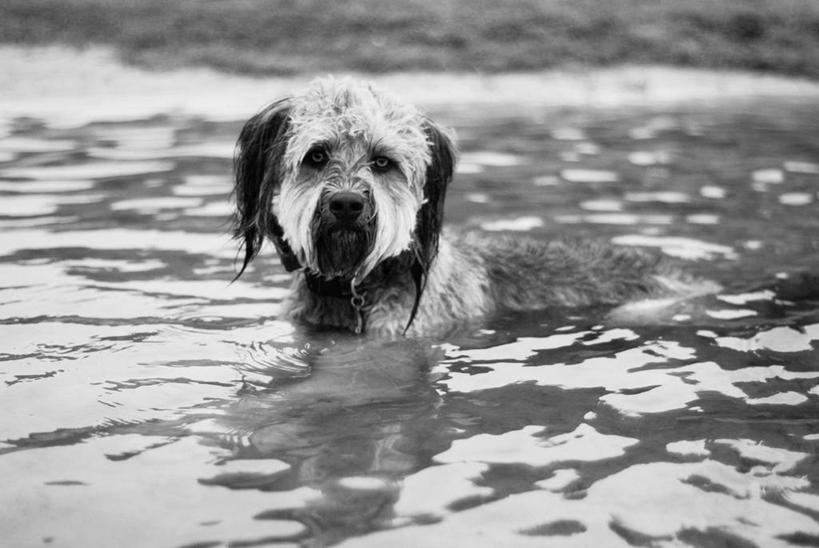 无人,横图,黑白,室外,白天,水,宠物,狗,美国,湿,衣领,家畜,摄影,肖像