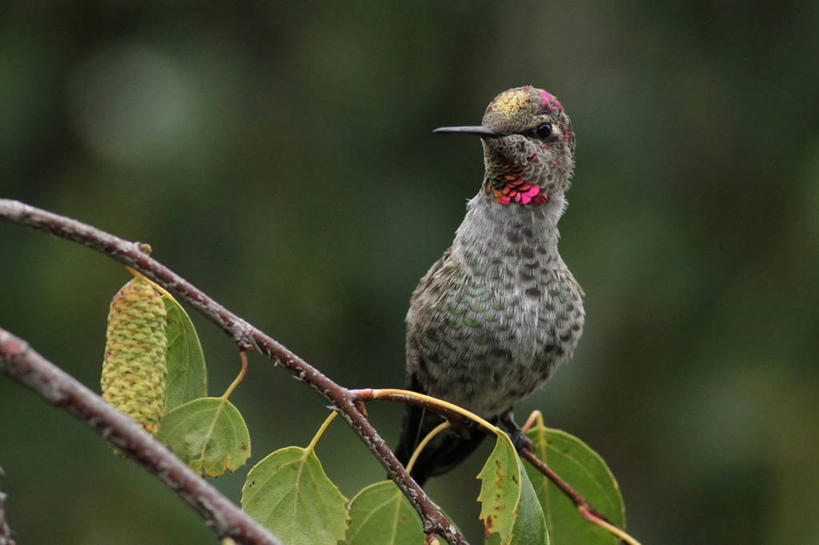 无人,横图,室外,白天,蜂鸟,野生动物,美国,鸟类,枝,摄影,栖息,加利福尼亚,彩图