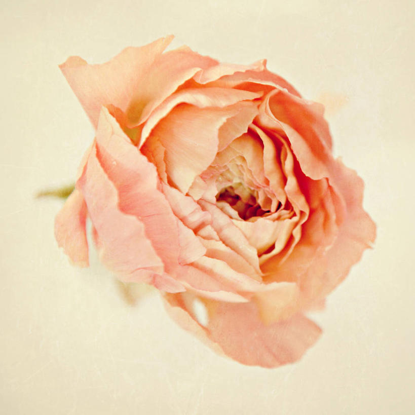 无人,方图,室外,特写,白天,美国,盛开,花蕾,花,花瓣,花朵,鲜花,一朵,粉色,花苞,花蕊,摄影,脆弱,清新,犹他,盐湖城,彩图