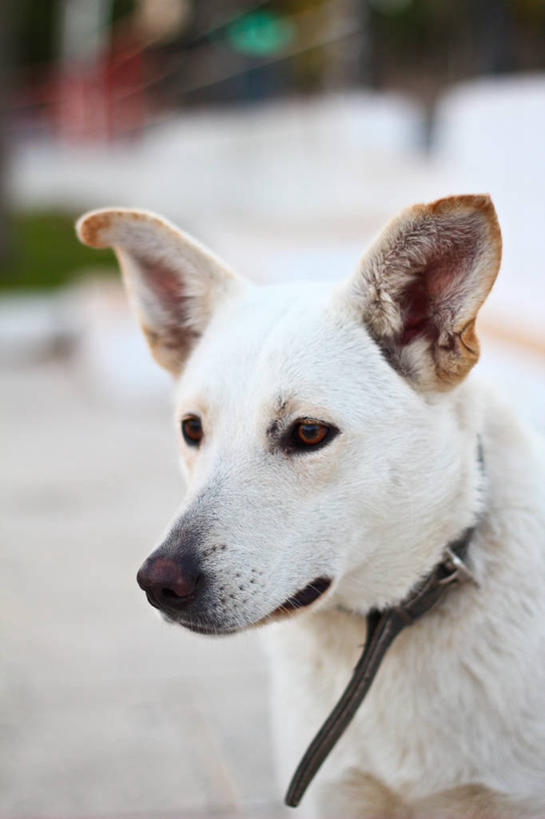 无人,竖图,室外,特写,白天,宠物,狗,西班牙,白色,动物,家畜,摄影,阿尔梅里亚,彩图